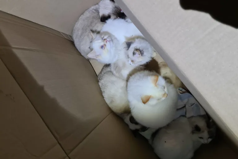 Schellerten – Sechs Katzen auf offener Straße ausgesetzt!