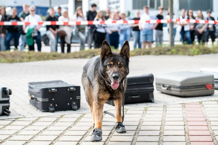 Weiding – Zoll entdeckt zahlreiche Drogen bei Zugkontrolle