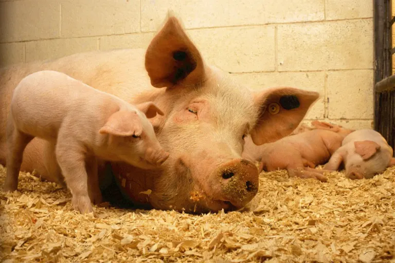 Stemwede-Levern - 60 Sauen und 400 Ferkel tot