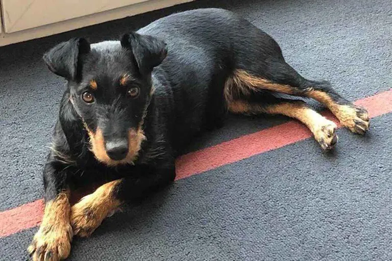 Erkrath - Suche nach vermissten Hund in einem Fuchsbau - Wo ist Holly?