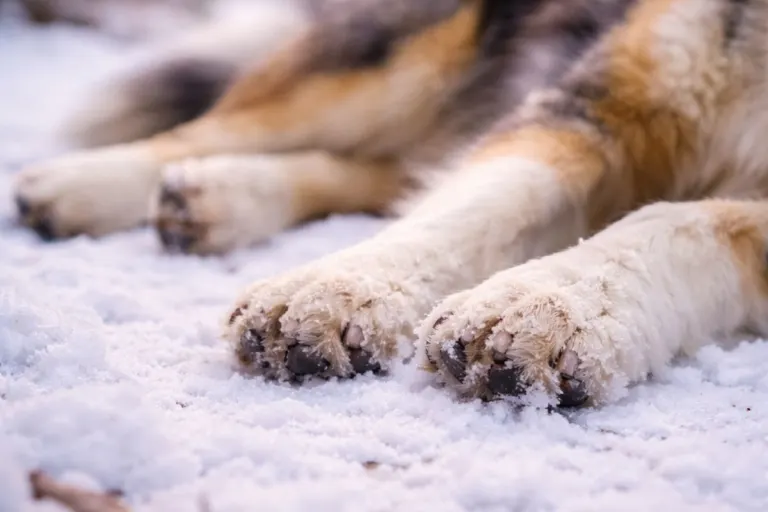 Brockel – Golden Retriever überfahren und geflüchtet