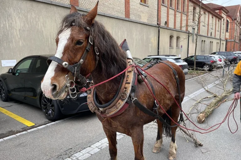 Winterthur ZH - Entlaufenes Pferd zieht 10 Meter langen Baum durch die Stadt