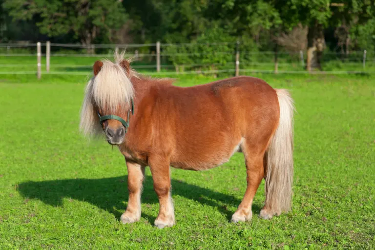 Oberland FL - Unbekannte schneiden Pony einen Teil der Mähne und des Schweifes ab
