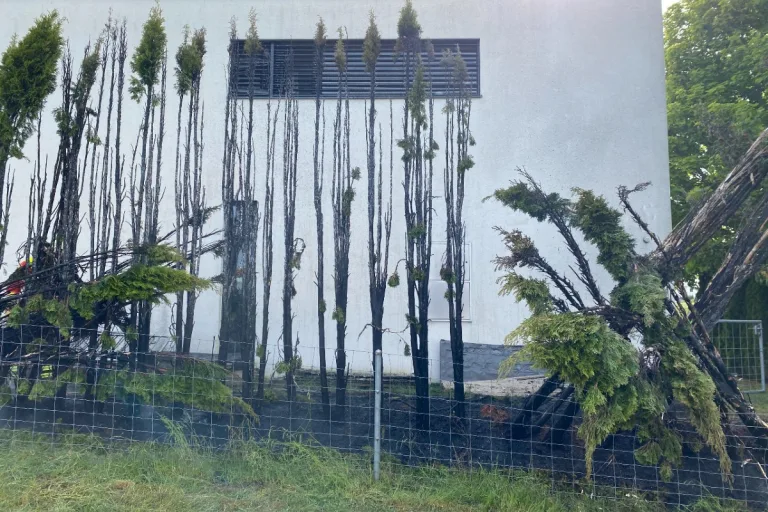 Langrickenbach TG - Bei Abflammarbeiten ist eine Hecke in Brand geraten