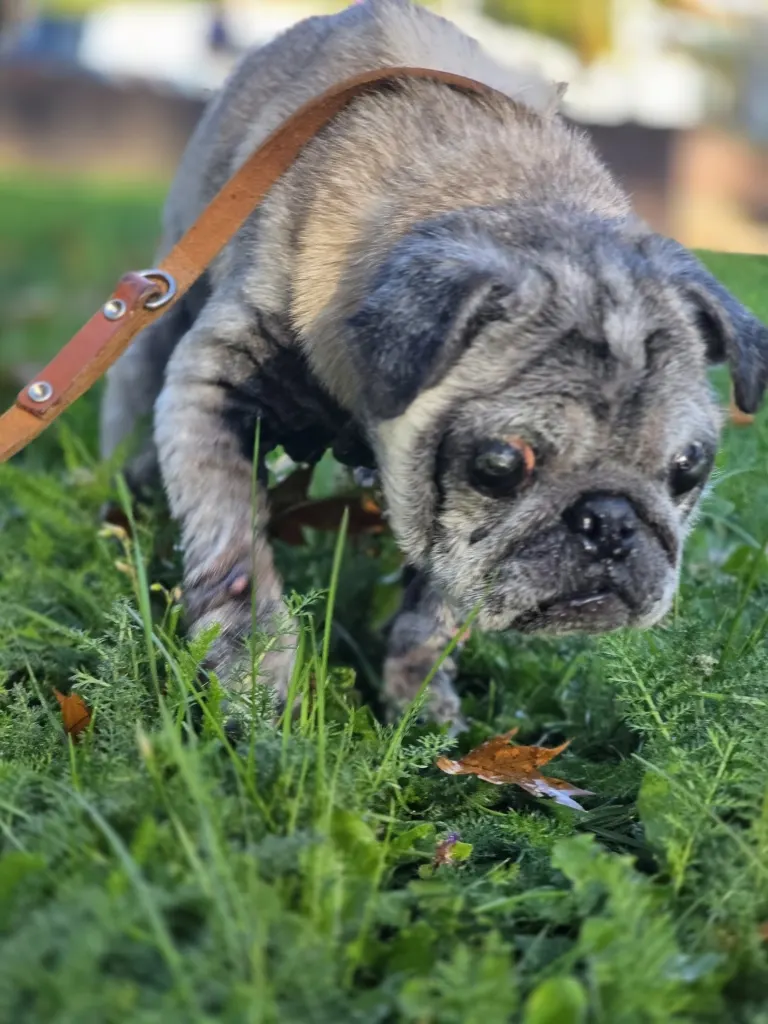 Selm – Schwer kranker Hund in Karton ausgesetzt