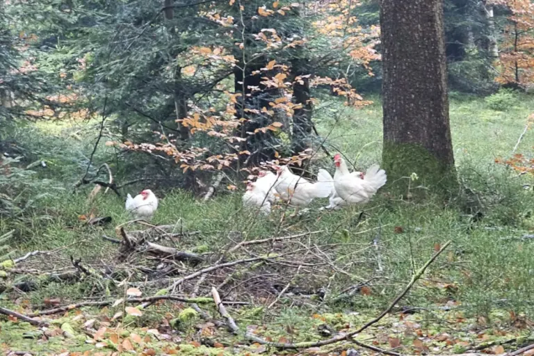 Schüpfen BE – Hühner im Wald aufgefunden