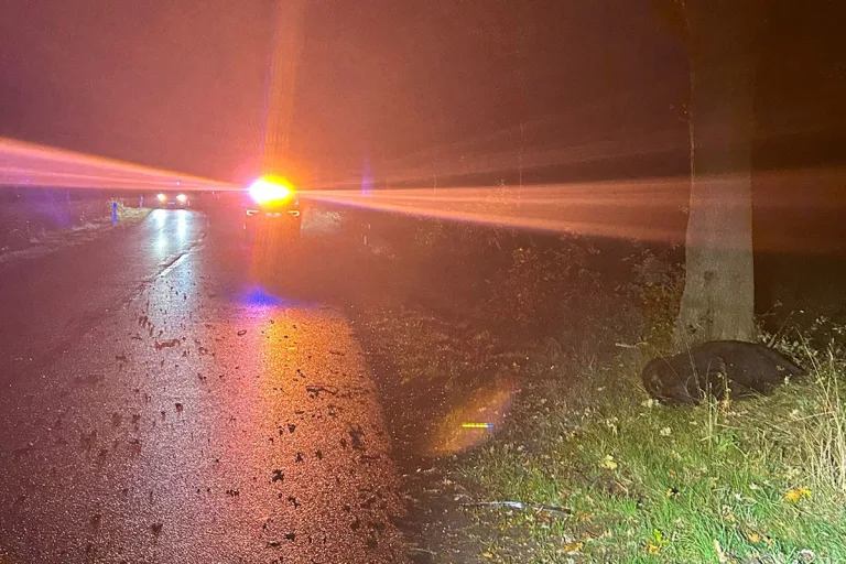 Schortens NI – Zwei Verletzte bei Unfall mit Rindern