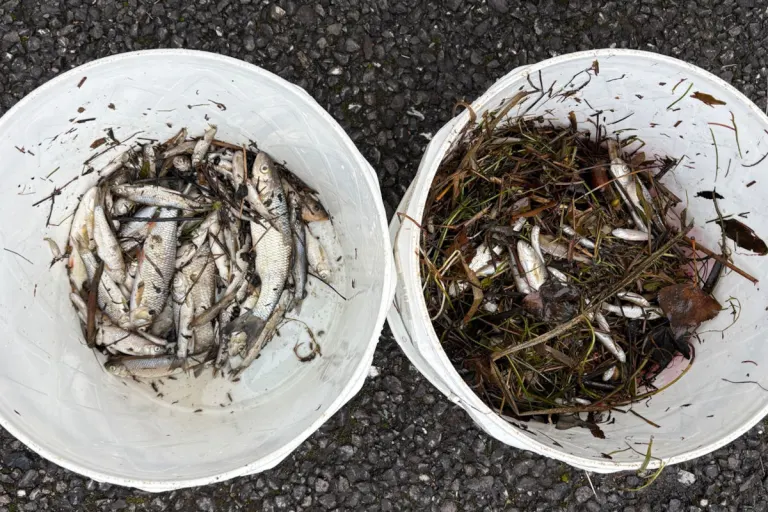 Widnau SG – Rund 100 tote Fische in der Ländernach entdeckt