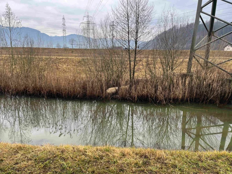 Uznach SG – Hund beisst mehrere Schafe