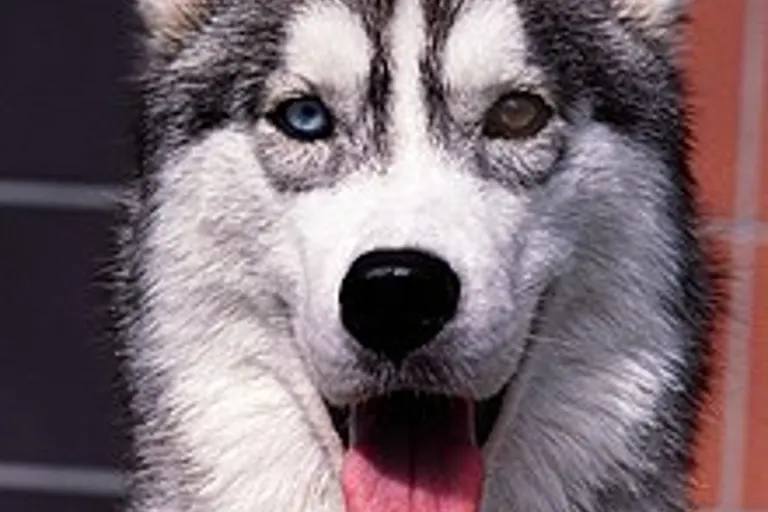 Kärnten - Husky bei 30 Grad im Auto