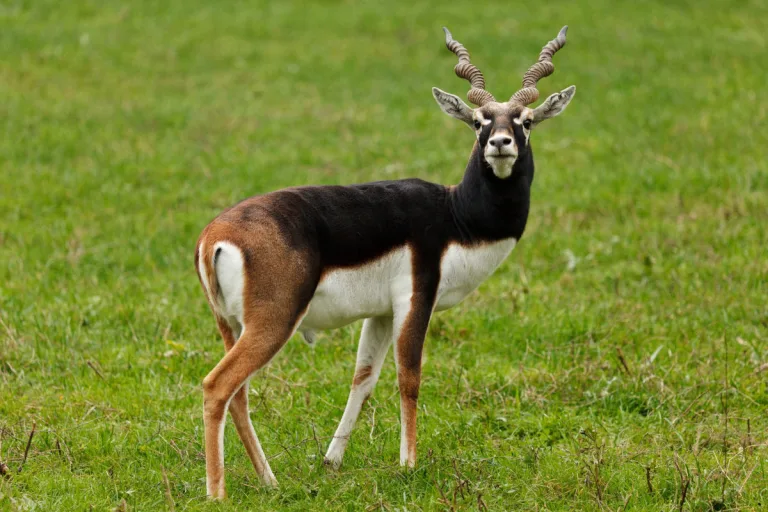 Wien – Antilopen-Jungtier im Tiergarten Schönbrunn getötet