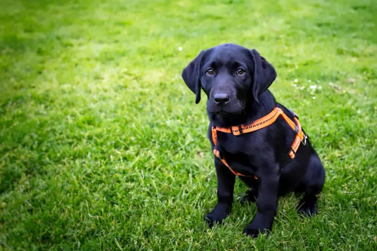 Imst T – Betrug beim Hundekauf