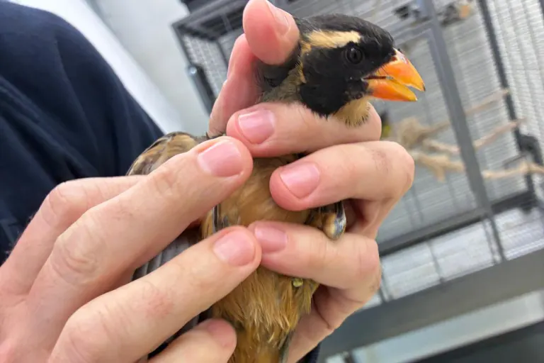 München BY – Sieben seltene Singvögel im Handgepäck entdeckt