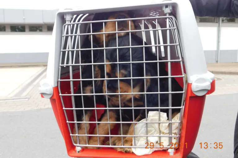 A2 Hannover – Polizei befreit Hundewelpen und ein Kätzchen