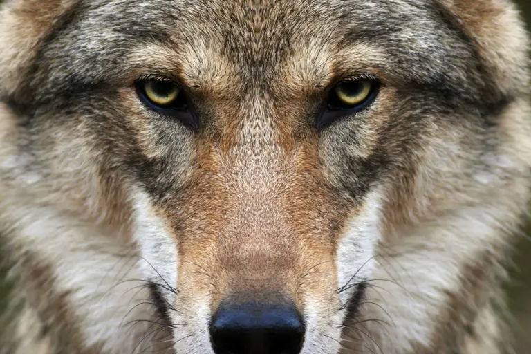 Elm GL - Wolf reisst auf eingezäunter Weide ein Schaf