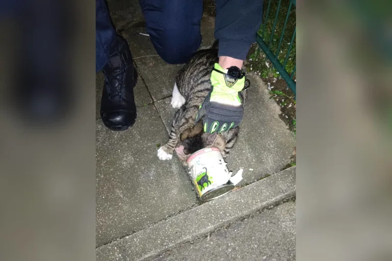 Hattingen: Feuerwehr befreit Katze aus Konservendose