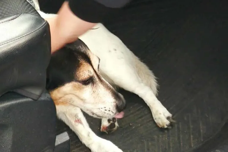 Köln - Geburtstagskind rettet Hund und verletzt sich dabei schwer!