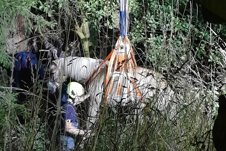 Lage NW – Feuerwehr rettet Pferd aus Bach