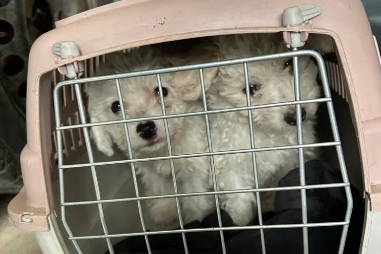 A8 Leipheim BY – Zoll entdeckt sechs Hundewelpen in Katzen-Boxen