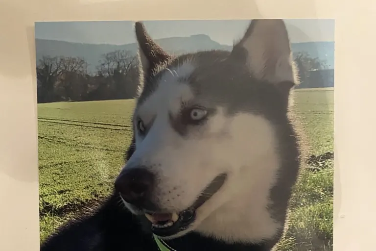 Dreister Hundesdiebstahl in Reinach BL - Hund (Husky) aus Garten gestohlen
