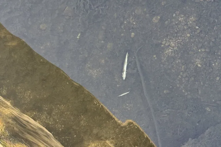 Bazenheid SG – Zahlreiche tote Fische im Mühlebach
