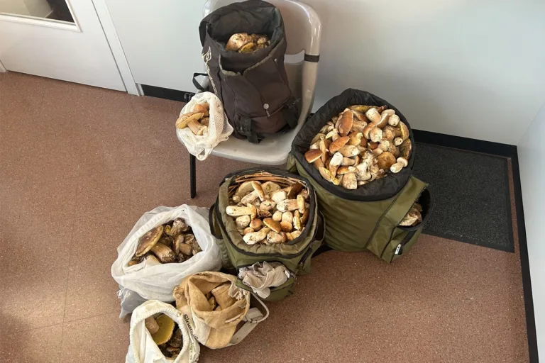 Ligornetto TI – BAZG entdeckt 30 Kilo gesammelte Pilze im SUV