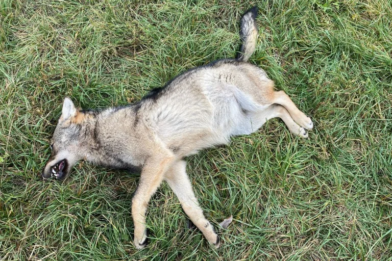 Pfynwald (Leuk) VS - Toter Wolf soll angefahren worden sein