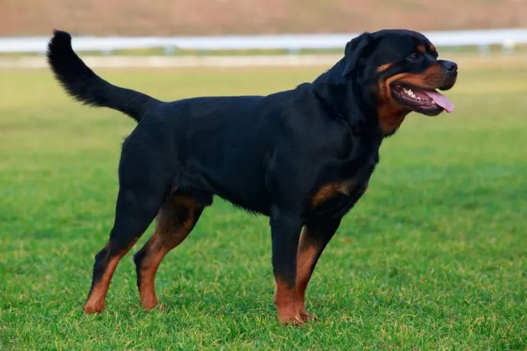 Unglaubliche Szenen in Boizenburg - Rottweiler-Mischling auf Polizei losgelassen!
