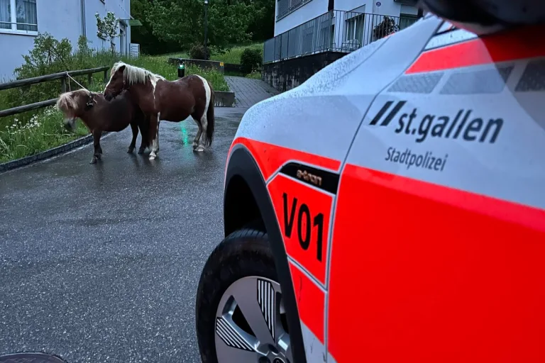 Riethüsli SG - Drei Ponys ausgebüxt 