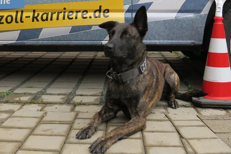 Nürnberg – Neue Hündin "Kira" verstärkt Hundeteam beim Zoll