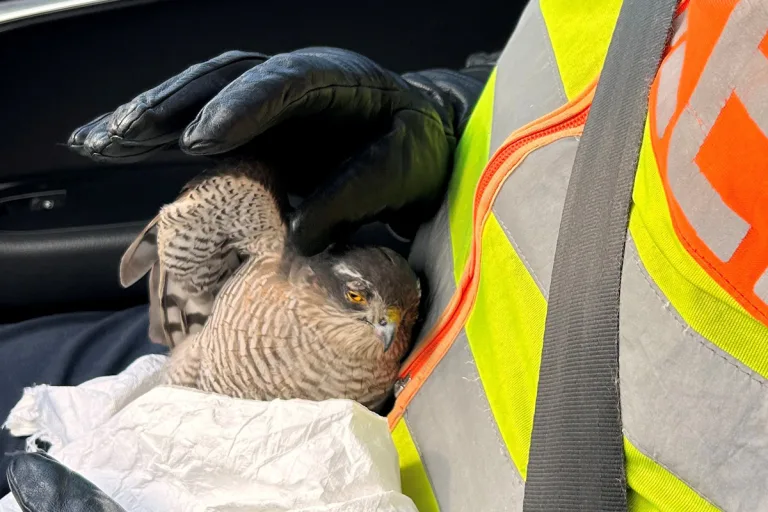 Worms – Verletzter Greifvogel auf Autobahn gerettet