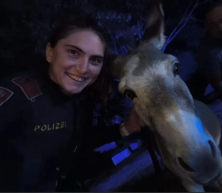 Wien – Polizei rettet ausgebüxte Esel
