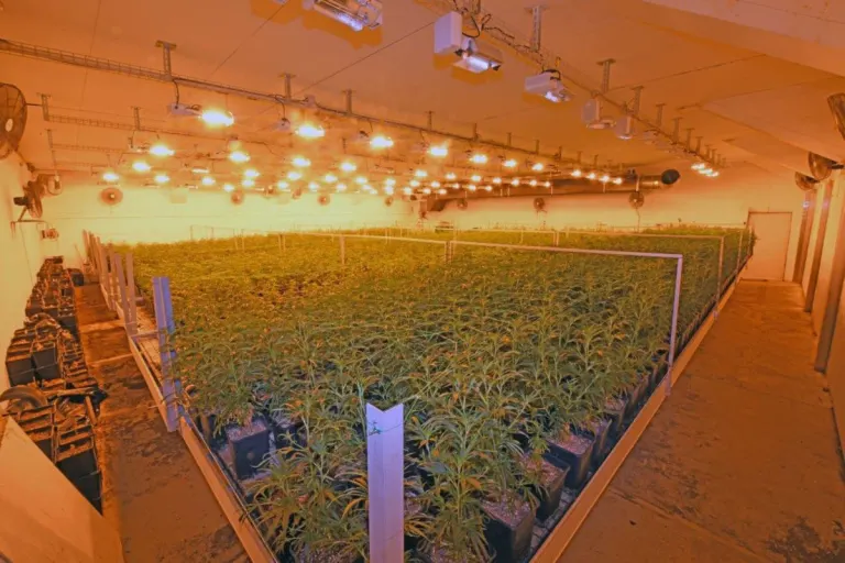 Hanfplantage in Herisau AR – Abklärungen ergaben Drogenhanf