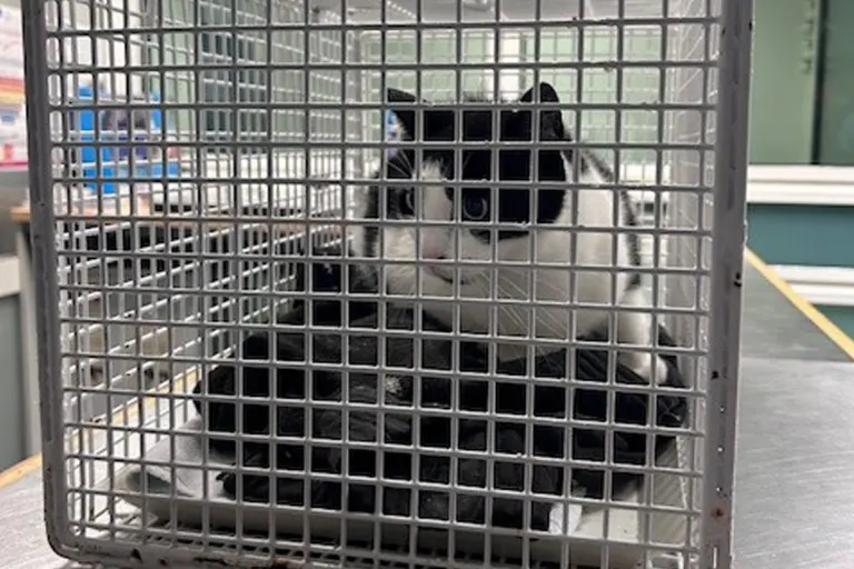 Hamburg HH – Katze nach Fahrt mit Regionalzug wieder bei Besitzerin