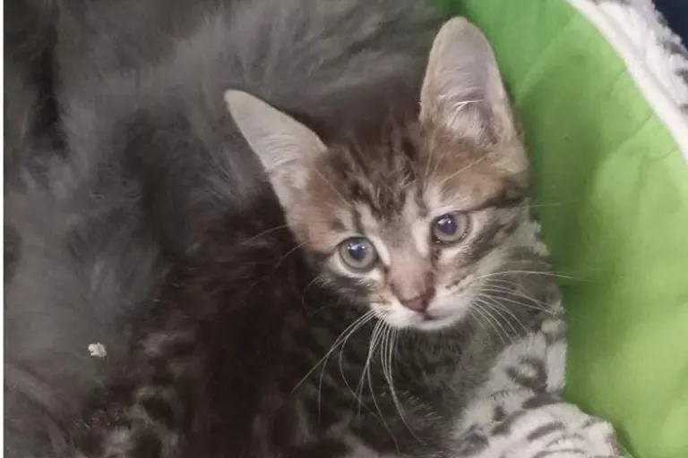 Vogtsburg-Oberrotweil - Unterkühlte Katze in Plastiktüte gefunden 