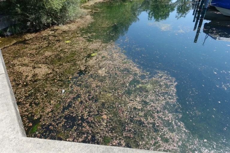 Warnung vom Kanton St. Gallen - Blaualgen im Zürich-Obersee