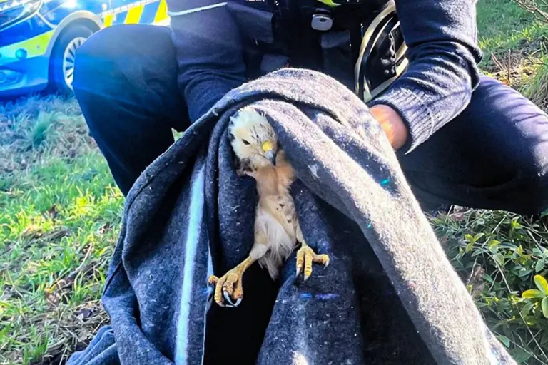 Hamminkeln – Verletzter Mäusebussard nach Unfall gerettet