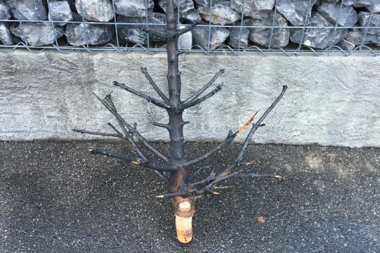 Sachschaden in Glarus - Christbaum geht in Flammen auf - Wohnung beschädigt