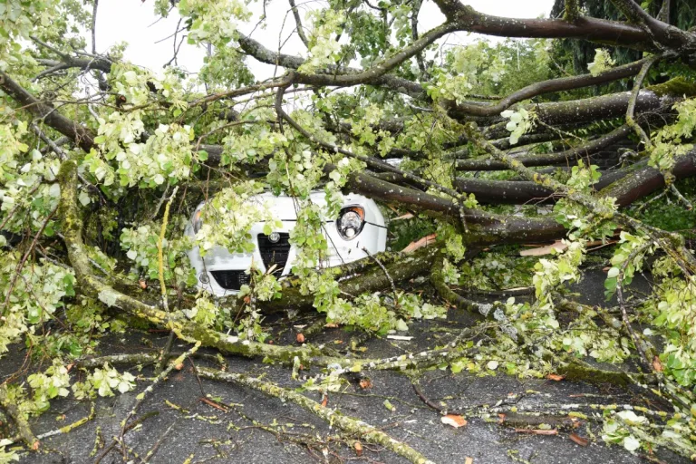 Staad SG - Baum stürzt auf fahrenden Alfa Mito - Autofahrerin bleibt unverletzt!