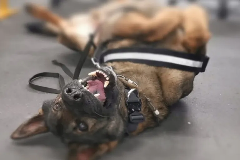 München - Zollhund wird ausgezeichnet