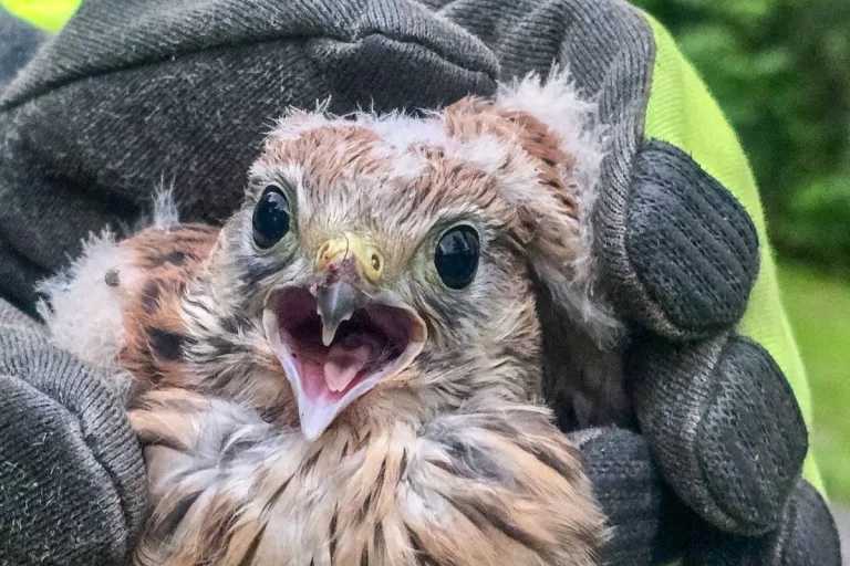 Leoben ST – Junger Turmfalke geborgen