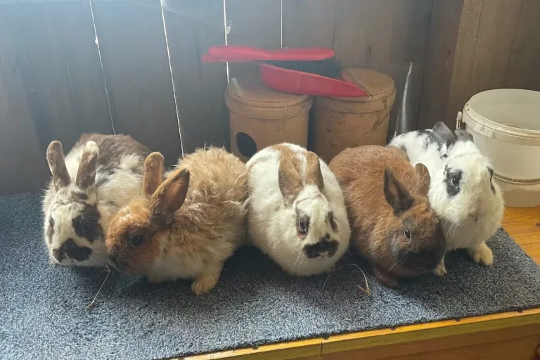 Tierquälerei in Bleienbach BE - Fünf Kaninchen im Wald ausgesetzt