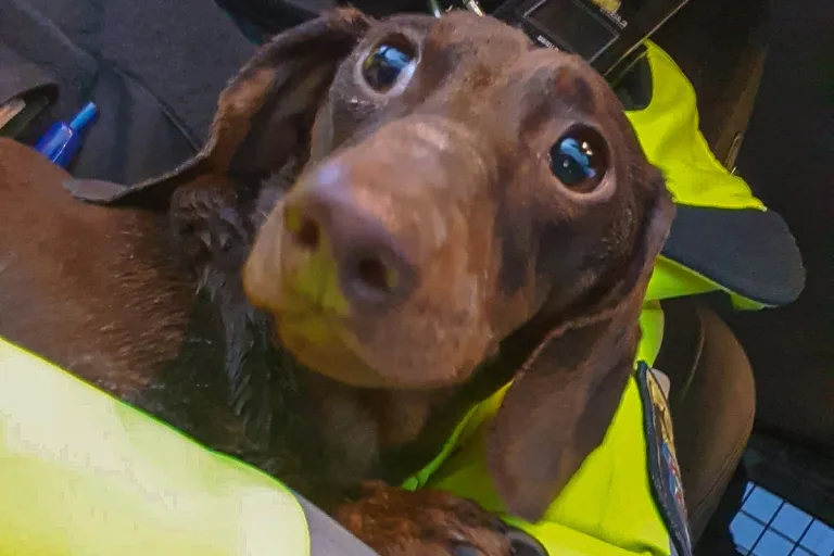Pohlheim HE – Hund nach Unfall gerettet und von Polizist versorgt