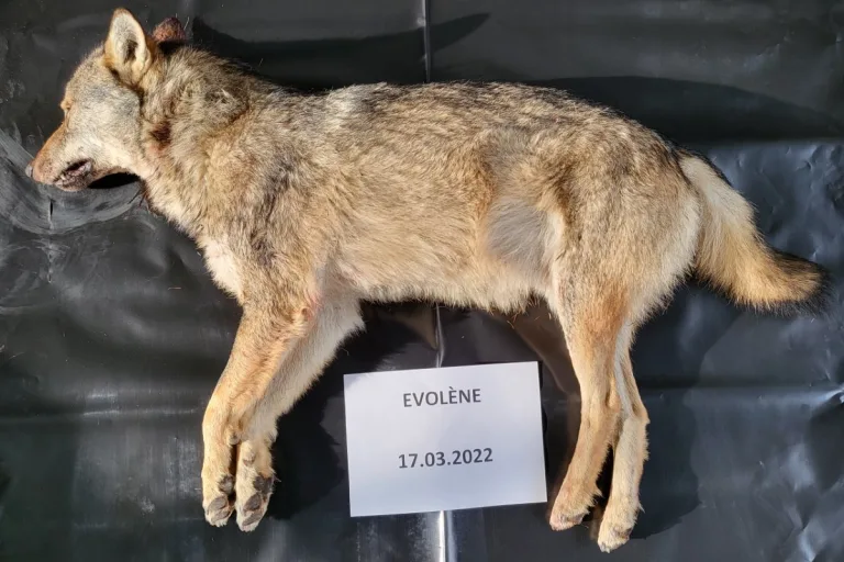 Rudel im Val d’Hérens - Zweiter Wolf erlegt