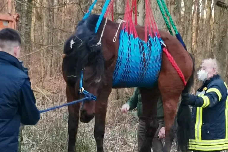 Jockgrim - Gestürztes Pferd konnte gerettet werden