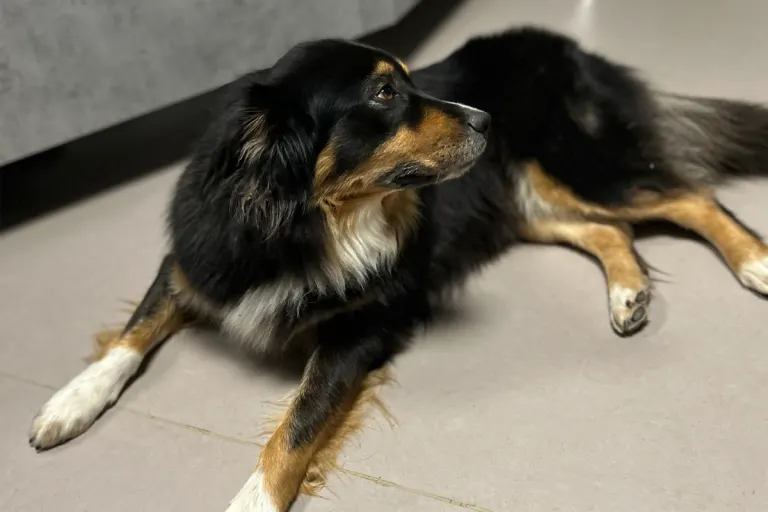 Wintersheim RP – Polizei sucht Besitzer von zugelaufenem Hund
