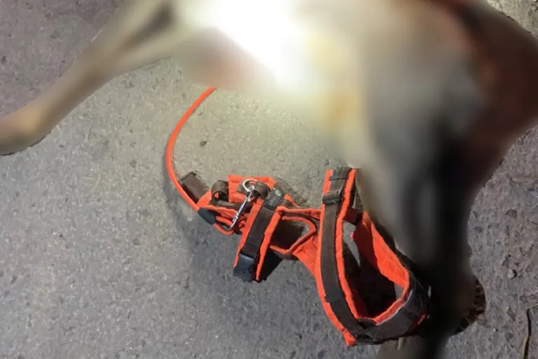 Erfurt TH – Hund reißt Rehbock – Polizei sucht Halter