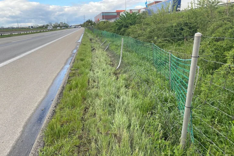 Wildschutzzaun auf Autobahn A1 SO beschädigt 
