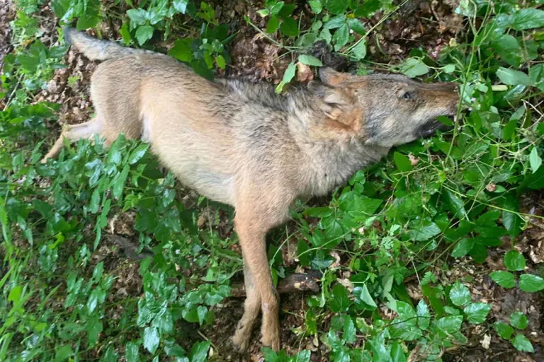 Stübeckshorn - Wolf von Pkw erfasst und getötet