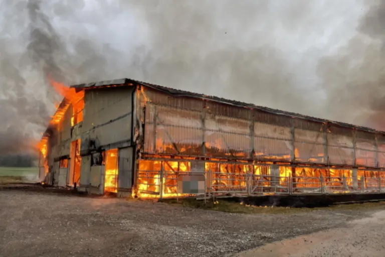 Cournillens FR - Brand tötet Kuh und sechs Kälber 